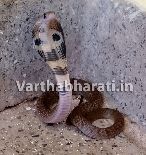 ಪುತ್ತೂರು ಸರಕಾರಿ ಆಸ್ಪತ್ರೆಗೆ ಬಂದ ‘ನಾಗರಾಜ’