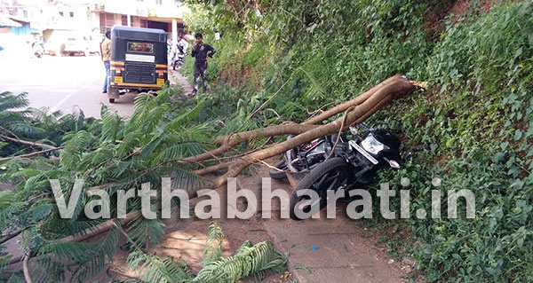 ಮರದ ಕೊಂಬೆ ಮುರಿದು ಬಿದ್ದು ಬೈಕಿಗೆ ಹಾನಿ
