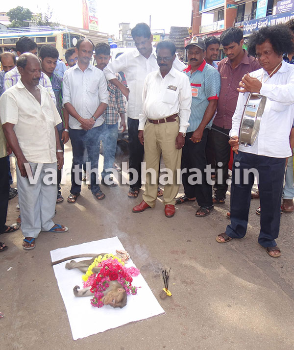 ವಿದ್ಯುತ್ ಆಘಾತಕ್ಕೆ ಬಲಿಯಾದ ಕೋತಿಯ ಅಂತ್ಯಸಂಸ್ಕಾರ