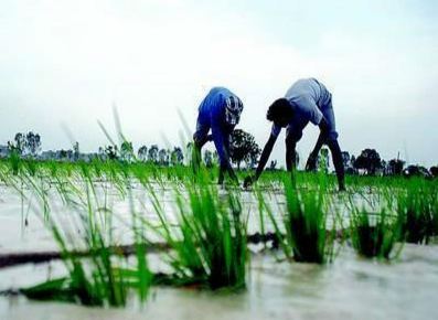 ನೋಟು ಅಮಾನ್ಯ: ಗೊಬ್ಬರ ಕೊಳ್ಳಲೂ ಹಣವಿಲ್ಲದೆ ರೈತರ ಪರದಾಟ