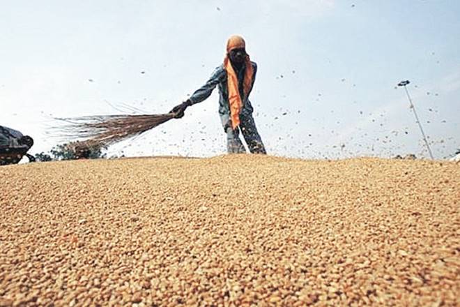 ನೋಟು ನಿಷೇಧ ಎಫೆಕ್ಟ್:ರೈತರಲ್ಲಿ ಹಣವಿಲ್ಲದೆ ಗೋದಿ ಬಿತ್ತನೆಗೆ ಹಿನ್ನಡೆ
