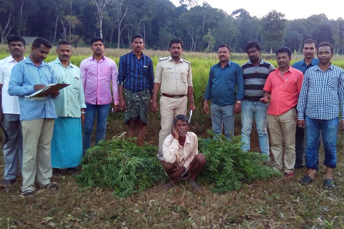 ಗಾಂಜಾ ಬೆಳೆ: ಓರ್ವನ ಬಂಧನ