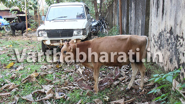 ಶಿರ್ತಾಡಿ: ಅಕ್ರಮ ಗೋ ಸಾಗಾಟ, ಪೊಲೀಸರ ಕೊಲೆ ಯತ್ನ