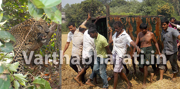 ತಡೆಬೇಲಿಯಲ್ಲಿ ಸಿಲುಕಿದ್ದ ಚಿರತೆಯ ರಕ್ಷಣೆ