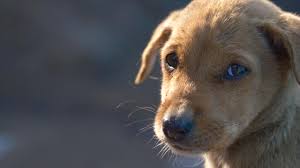 ಮೃಗೀಯ ವರ್ತನೆ ಎಂದರೆ ಇದೆಯೇ ?