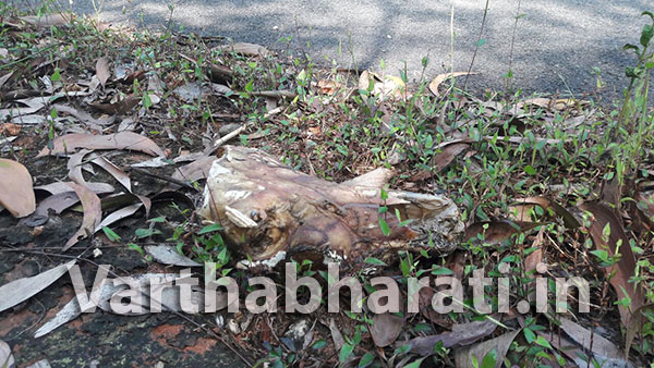 ದೇವಾಲಯದ ಬಳಿ ದನದ ರುಂಡ, ಎಲುಬು ಪತ್ತೆ: ದೂರು