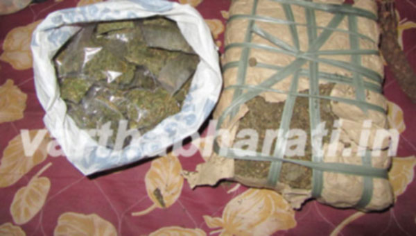 ಭಟ್ಕಳ: ಗುಳ್ಮಿಯ ಗಾಂಜಾ ಜಾಲ ಬೇಧಿಸಿದ ಸ್ಥಳೀಯ ಯುವಕರು