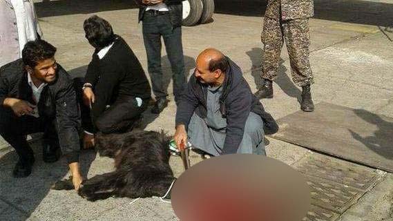 ಸುರಕ್ಷಿತ ವಿಮಾನ ಪ್ರಯಾಣಕ್ಕಾಗಿ ವಿಮಾನ ನಿಲ್ದಾಣದಲ್ಲೇ ಆಡಿನ ಬಲಿ ನೀಡಿದ ಏರ್ ಲೈನ್ಸ್ !