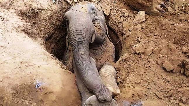 ಪಾಳು ಬಾವಿಯೊಳಗೆ ಬಿದ್ದ ಆನೆ ಮೃತ್ಯು