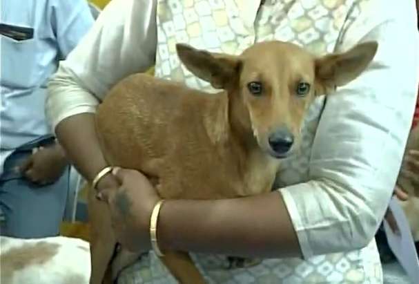 ನಾಯಿಗಳ ಮಾರಾಟ ನಿಯಂತ್ರಣಕ್ಕೆ ನಿಯಮ