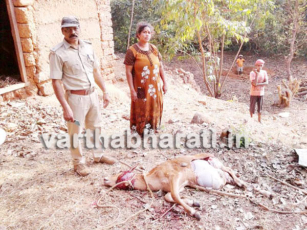 ನಿಡ್ಡೋಡಿ: ಹುಲಿ ದಾಳಿ, ಕರು ಸಾವು