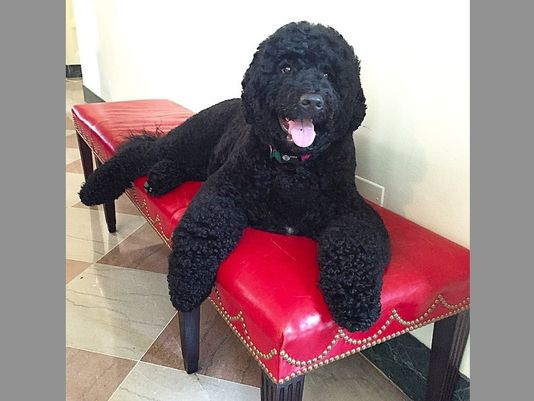 ಅತಿಥಿಯ ಮುಖಕ್ಕೆ ಕಚ್ಚಿದ ಒಬಾಮರ ನಾಯಿ