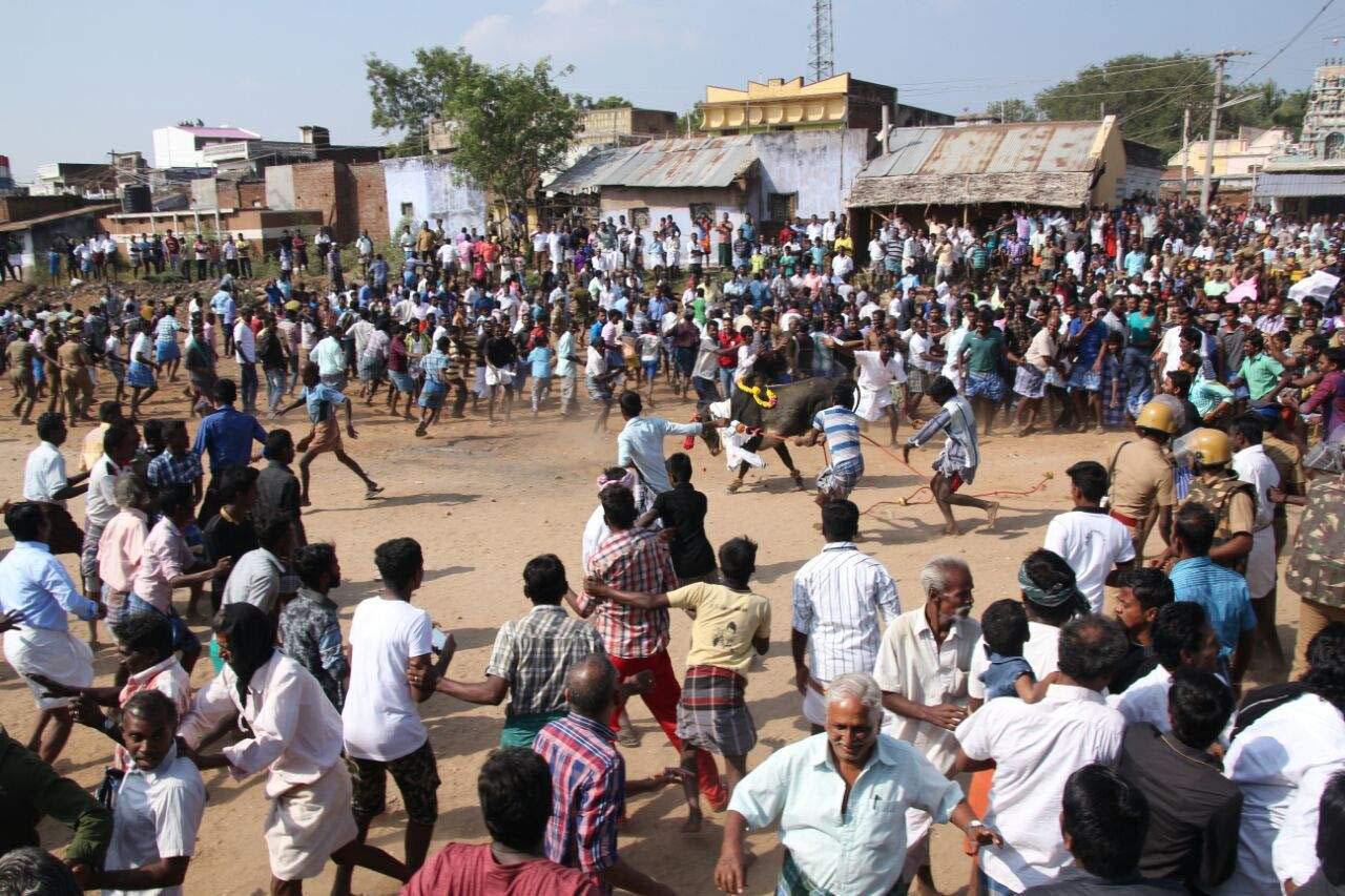 ಸುಪ್ರೀಂ ನಿಷೇಧವಿದ್ದರೂ ನಡೆದ ಜಲ್ಲಿಕಟ್ಟು