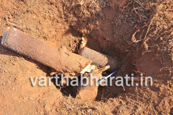 ಗಂಧದ ಮರ ಕಳ್ಳತನ