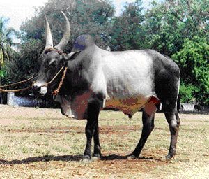 ಹೋರಿ ಬೆದರಿಸುವ ಸ್ಪರ್ಧೆ : ಇಬ್ಬರ ದಾರುಣ ಸಾವು