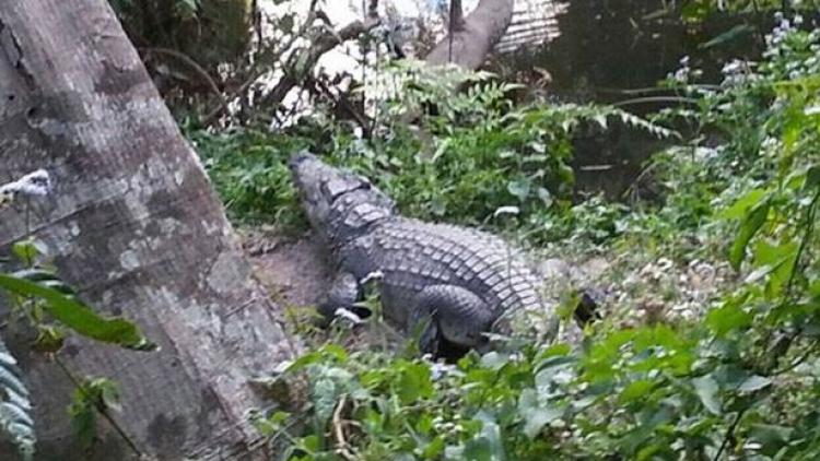 ಸೆಲ್ಫಿ ಗೀಳಿಗೆ ‘ಚಿಕಿತ್ಸೆ ನೀಡಿದ’ ಮೊಸಳೆ