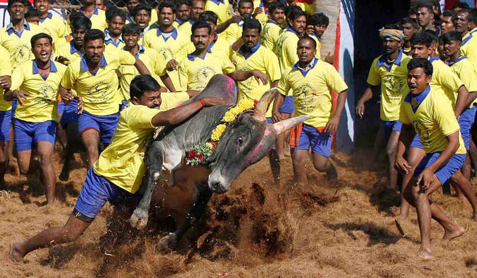 ಜಲ್ಲಿಕಟ್ಟು ನಿಷೇಧ ರದ್ದತಿಗೆ ತಮಿಳ್ನಾಡಿನಿಂದ ಶೀಘ್ರ ಆಧ್ಯಾದೇಶ