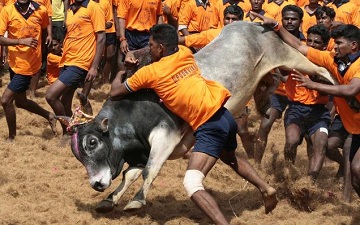 ಅಳಂಗಾನಲ್ಲೂರಿನಲ್ಲಿ ಜಲ್ಲಿಕಟ್ಟು ನಡೆಸಲು ಸಿದ್ಧ: ಅಧಿಕಾರಿಗಳು
