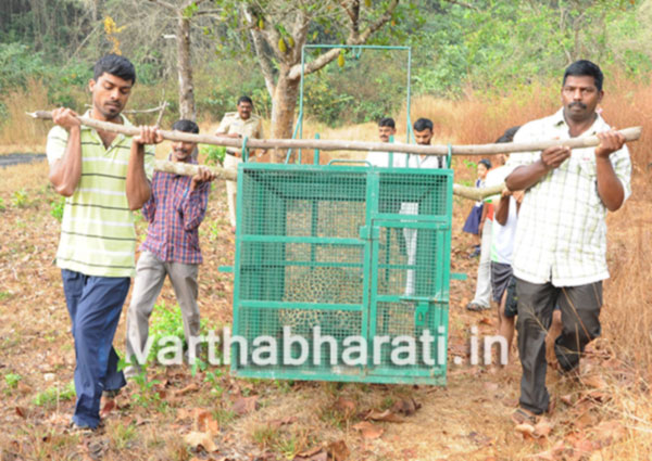 ಅರಣ್ಯ ಇಲಾಖೆ ಬೋನಿನಲ್ಲಿ ಸೆರೆಯಾದ ಹೆಣ್ಣು ಚಿರತೆ