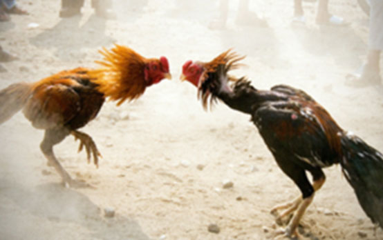 ಕೋಳಿ ಅಂಕ ಕ್ಕೆ ದಾಳಿ : ನಗದು ಸಹಿತ 6 ಆರೋಪಿಗಳ ಬಂಧನ