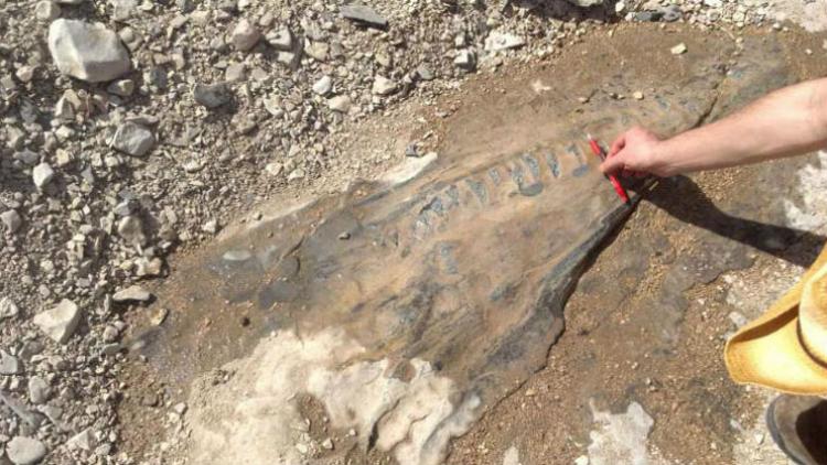 ಒಂಬತ್ತು ಕೋಟಿ ವರ್ಷ ಹಳೆಯ ಪಳೆಯುಳಿಕೆ ಪತ್ತೆ