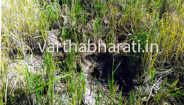 ಹೊಸಕೆರೆ ಗ್ರಾಮದಲ್ಲಿ ಕಾಡಾನೆಗಳ ಹಾವಳಿ