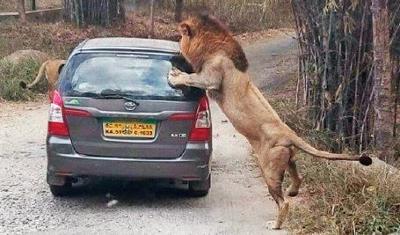 ಬನ್ನೇರುಘಟ್ಟದಲ್ಲಿ ಪ್ರವಾಸಿಗರ ಕಾರಿನ ಮೇಲೆರಗಿದ ಸಿಂಹಗಳು!