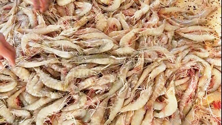 ಸೌದಿ ಅರೇಬಿಯದಲ್ಲಿ ಭಾರತದ ಸಿಗಡಿಗೆ ನಿಷೇಧ