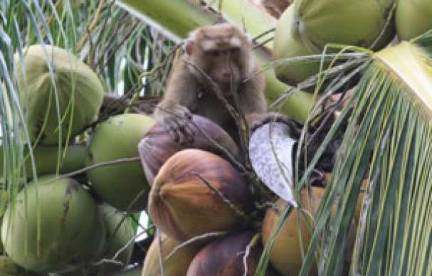 ಗೃಹಿಣಿಯ ಆತ್ಮಹತ್ಯೆಗೆ ಕೋತಿಗಳು ಕಾರಣ ಎಂದ ಸಂಬಂಧಿಕರು !