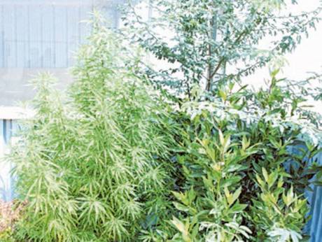 ಅಬುಧಾಬಿಯ ಮನೆಯಲ್ಲಿ ಗಾಂಜಾ ಗಿಡ ಬೆಳೆಸುತ್ತಿದ್ದ ಯುವಕನ ಬಂಧನ