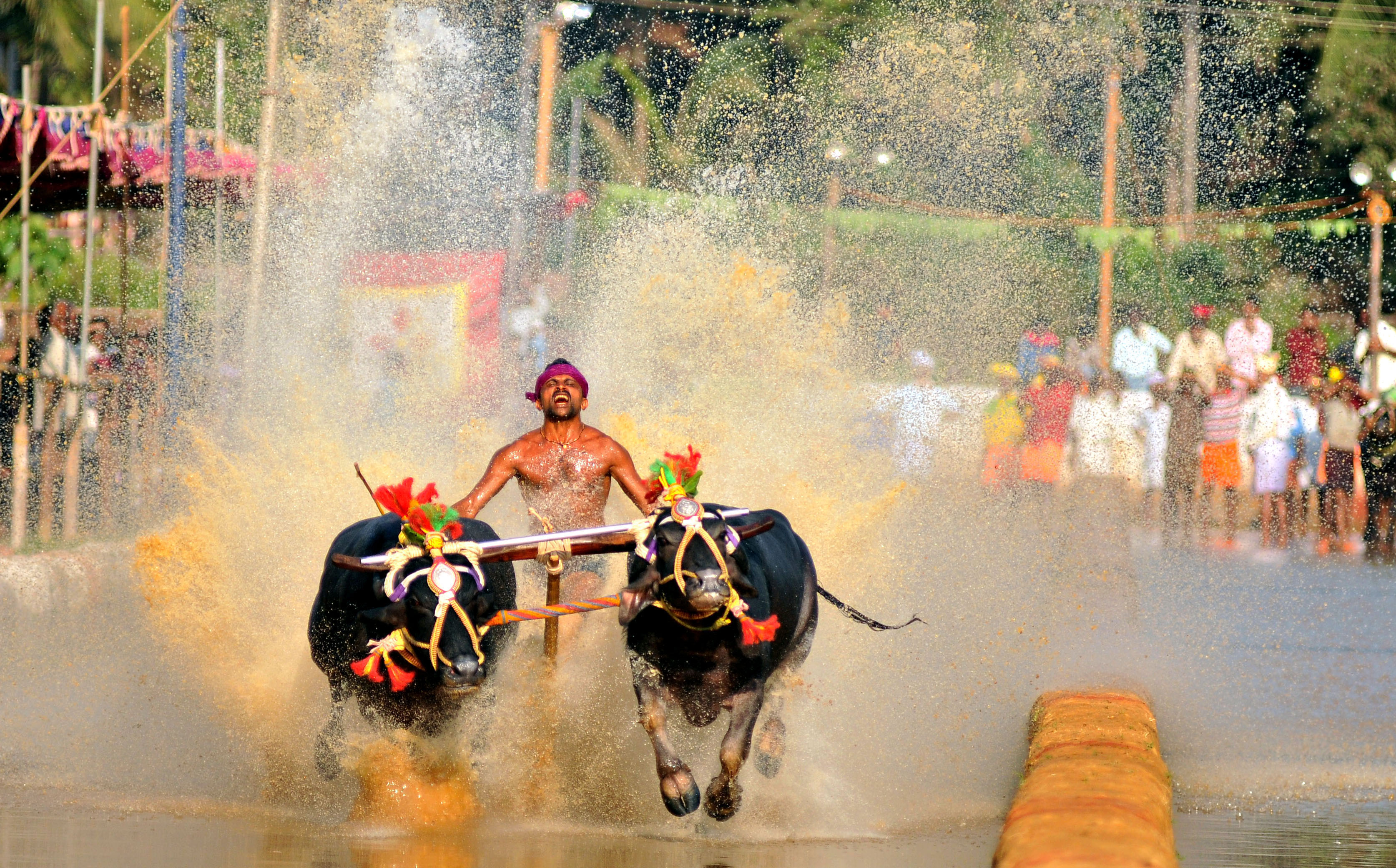 ಕಂಬಳ ಕ್ರೀಡೆಗೆ ಕಾನೂನು ಬಲ