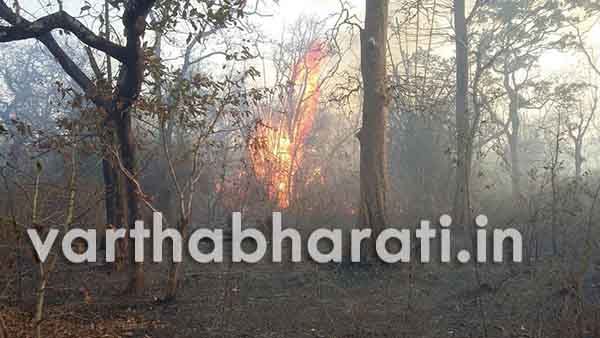 ಶಿವಮೊಗ್ಗ: ಕಾಡ್ಗಿಚ್ಚಿನಿಂದ ಅಪಾರ ಪ್ರಮಾಣದ ಅರಣ್ಯ ಸಂಪತ್ತಿಗೆ ಹಾನಿ