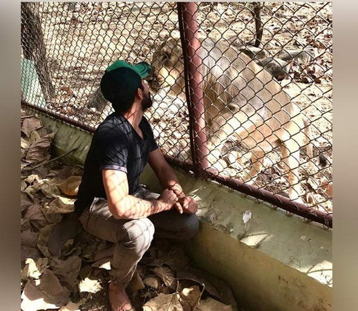 ಸಿಂಹಕ್ಕೆ ಮುತ್ತಿಡಲು ಯತ್ನಿಸಿದ ಜಡೇಜ!