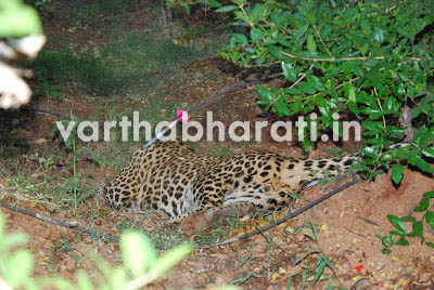 ಹುಳಿಯಾರು ಸಮೀಪ ಬರದಲೇಪಾಳ್ಯದಲ್ಲಿ ಕಂಡುಬಂದ ಚಿರತೆ