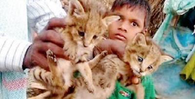 ಬೆಕ್ಕಿನ ಮರಿಗಳೆಂದು ಭಾವಿಸಿ ಚಿರತೆ ಮರಿಗಳೊಂದಿಗೆ ಆಟವಾಡುತ್ತಿದ್ದ ಬಾಲಕ !