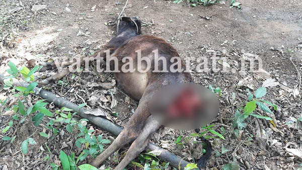 ಕಲ್ಲಬೆಟ್ಟು : ಚಿರತೆ ದಾಳಿಗೆ ಕರು ಬಲಿ