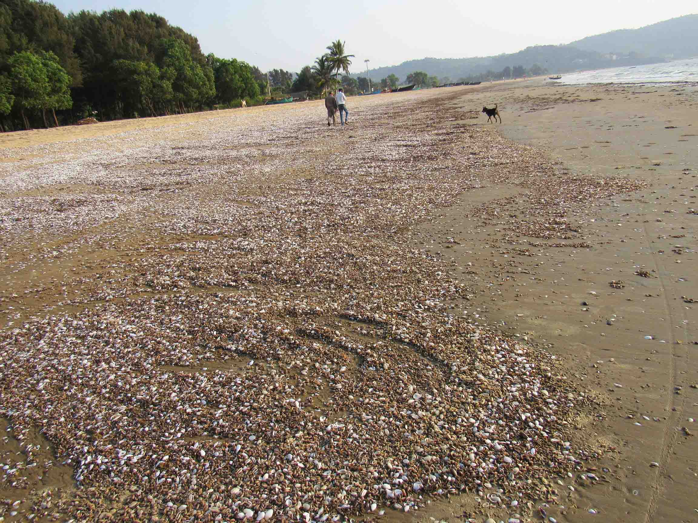 ಕಾರವಾರ: ಅವೈಜ್ಞಾನಿಕ ಹೂಳು ಎತ್ತುವ ಕಾರ್ಯದಿಂದ ವಿನಾಶದತ್ತ ಕಡಲ ಜೀವಿಗಳು...
