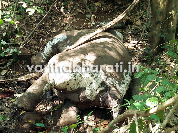 ಕಾಡಾನೆ ಮೃತದೇಹ ಪತ್ತೆ