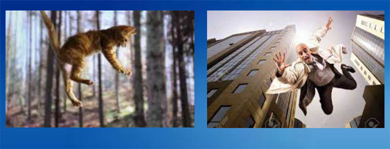 ಮನುಷ್ಯರು ಎತ್ತರದಿಂದ ಬಿದ್ದರೆ ಬದುಕುಳಿಯುವುದು ಕಷ್ಟ....ಆದರೆ ಬೆಕ್ಕಿಗೆ ಹೆಚ್ಚಿನ ಅಪಾಯವಾಗುವುದಿಲ್ಲ. ಏಕೆ?