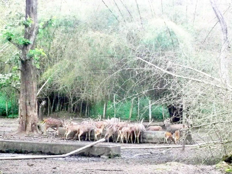 ಕೊಡಗಿನಲ್ಲಿ ನೀರಿಗಾಗಿ ಹಾಹಾಕಾರ: ವನ್ಯಜೀವಿಗಳು ತತ್ತರ