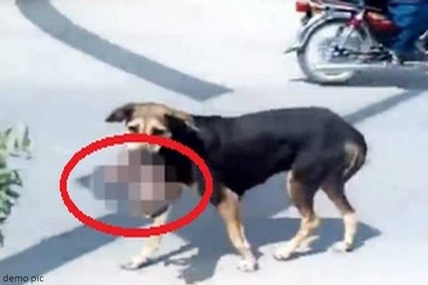 200ರೂ.ನೀಡದ್ದಕ್ಕೆ ನವಜಾತ ಶಿಶುವಿನ ಶವ ಬಿಟ್ಟು ಕೊಡದ ದಾದಿ: ಬೀದಿ ನಾಯಿಯ ಪಾಲಾದ ಶವ