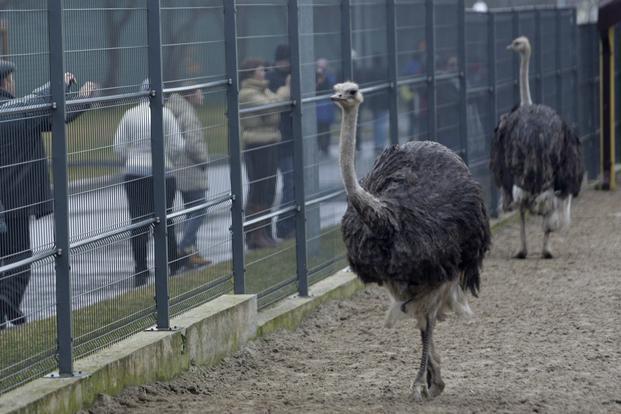 25000 ವರ್ಷಗಳ ಹಿಂದೆ ಉಷ್ಟ್ರಪಕ್ಷಿ ಭಾರತದಲ್ಲಿತ್ತು