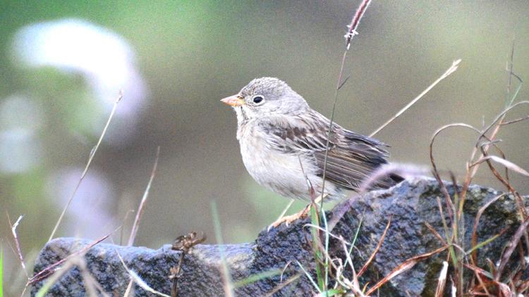 ಕೇರಳ: ಮೂರು ಹೊಸ ಜಾತಿಯ ಪಕ್ಷಿಗಳ ಪತ್ತೆ