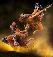 ಕುಂದಾಪುರ: ಕೋಳಿ ಅಂಕ ನಡೆಸುತಿದ್ದ ನಾಲ್ವರ ಬಂಧನ