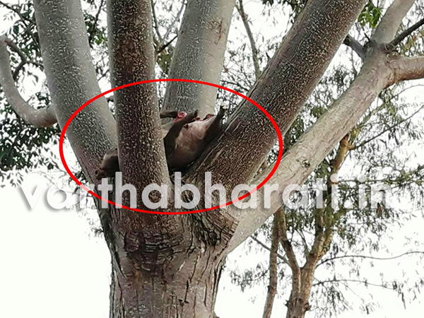 ಕಾಡುಹಂದಿ ಬೇಟೆಯಾಡಿದ್ದ ಚಿರತೆ ಜನರ ಗದ್ದಲಕ್ಕೆ ಪರಾರಿ...