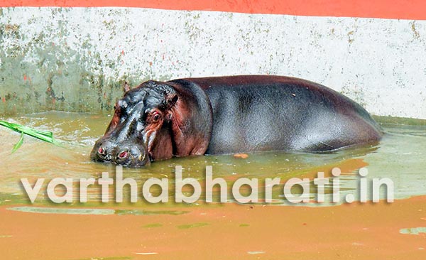 ಪಿಲಿಕುಳ ಉದ್ಯಾನವನಕ್ಕೆ ಬಂದ ಮುದ್ದಾದ ಅತಿಥಿ ಯಾರು ಗೊತ್ತೇ...?