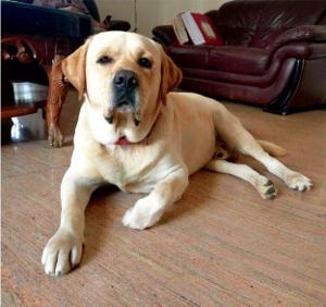 ಶಸ್ತ್ರಧಾರಿ ಕಳ್ಳರ ಜೊತೆ ಹೋರಾಡಿ ಮಾಲಕನನ್ನು ರಕ್ಷಿಸಿದ ನಾಯಿ