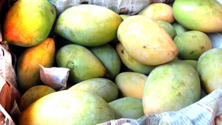 ಕಾಸರಗೋಡಿನಲ್ಲಿ 1.6 ಟನ್ ‘ಕಾರ್ಬೈಡ್’ ಮಾವಿನ ಹಣ್ಣು ವಶ !