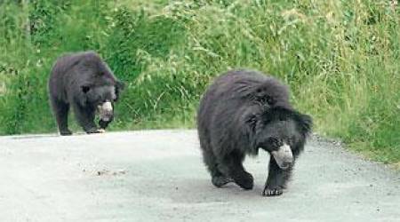 ಬನ್ನೇರುಘಟ್ಟ ಕರಡಿ ಸಫಾರಿಯಿಂದ ಹೆಣ್ಣು ಕರಡಿ ನಾಪತ್ತೆ: ಅಧಿಕಾರಿಗಳು ಗುಟ್ಟಾಗಿ ಇಟ್ಟಿದ್ದು ಯಾಕೆ..?