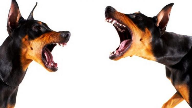 ಯುಎಇ : 9 ವರ್ಷದ ಮಗುವಿಗೆ ಕಚ್ಚಿದ ನಾಯಿಯ ಮಾಲಕನಿಗೆ ಶಿಕ್ಷೆ ಮತ್ತು ದಂಡ